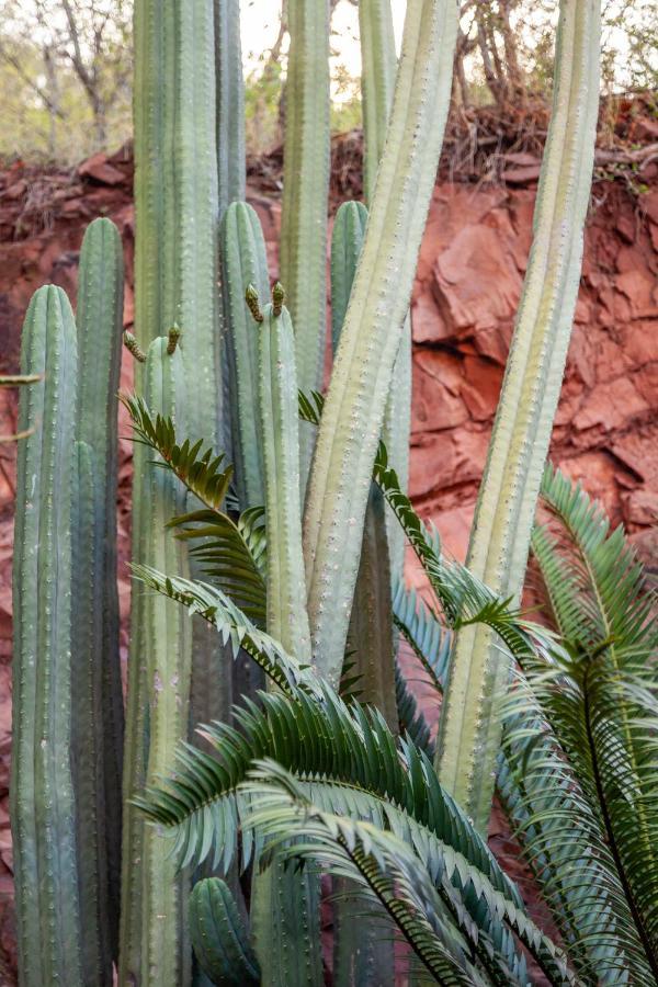 Lejwe La Metsi Private Reserve Bela-Bela Esterno foto