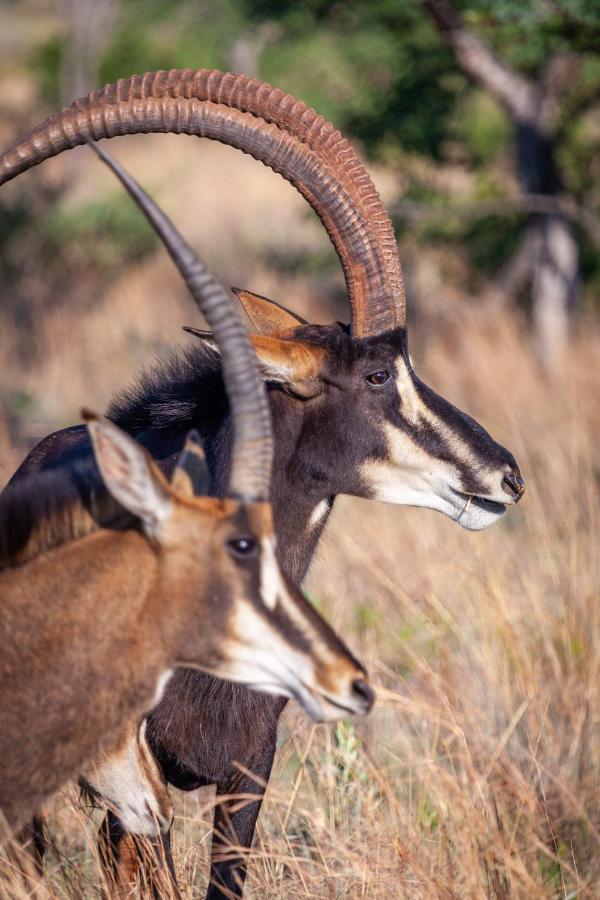 Lejwe La Metsi Private Reserve Bela-Bela Esterno foto