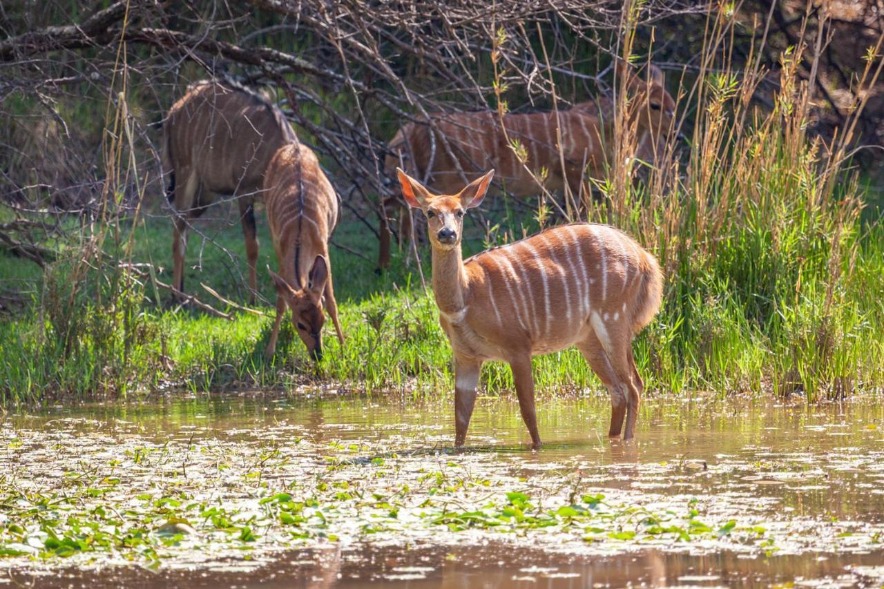 Lejwe La Metsi Private Reserve Bela-Bela Esterno foto