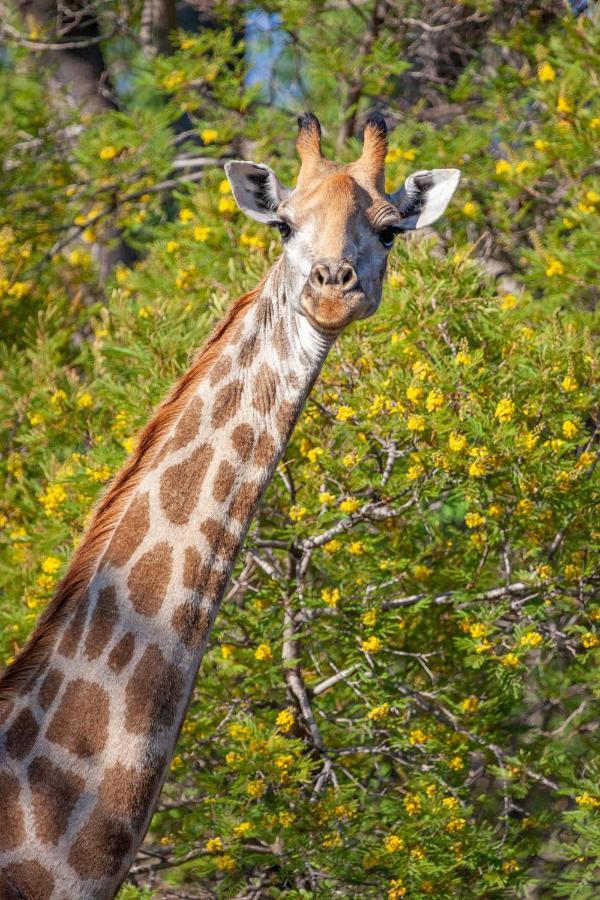 Lejwe La Metsi Private Reserve Bela-Bela Esterno foto
