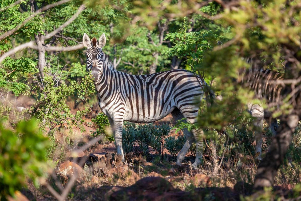 Lejwe La Metsi Private Reserve Bela-Bela Esterno foto